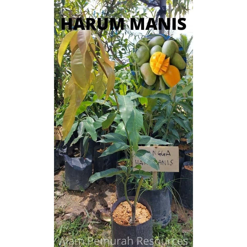 BENIH POKOK HARUM MANIS HYBRID