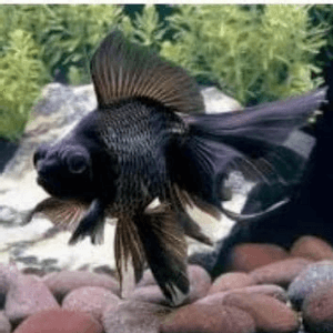 Ikan Emas Hitam dan Oren Gred B - Image 1