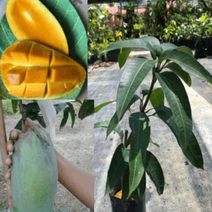 ANAK POKOK MANGGA TAIWAN HYBRID (KAHWIN). CEPAT BERBUAH. DALAM POLIBEG