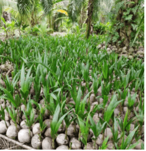 Kelapa pandan. jenis rendah - Image 1
