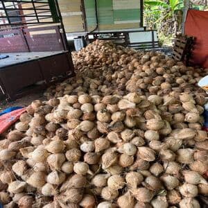 Kelapa Tua - Image 1