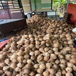 Kelapa Tua - Thumbnail 1