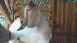 Kambing Katchang Segar - Thumbnail 1