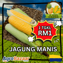 JAGUNG MANIS KOMBO RM10 / 10 TONGKOL SC UTARA ENT - Thumbnail 1