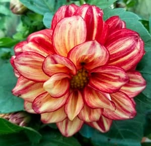 Bunga Dahlia Renek