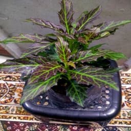 Self Pick-up - Pokok Sambung Nyawa Batik - Thumbnail 2