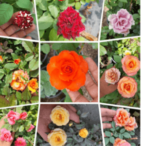 Pokok Bunga Rose. rose mawar warna random