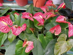 Pokok anturium - Thumbnail 2