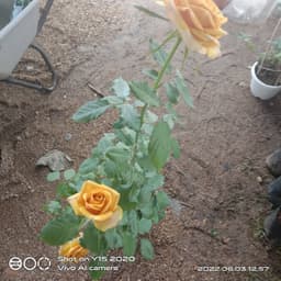 ros AA - Thumbnail 1