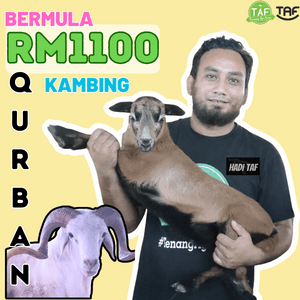 QURBAN KAMBING RM1100