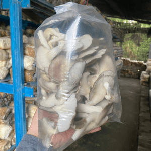 CENDAWAN SEGAR - Image 1