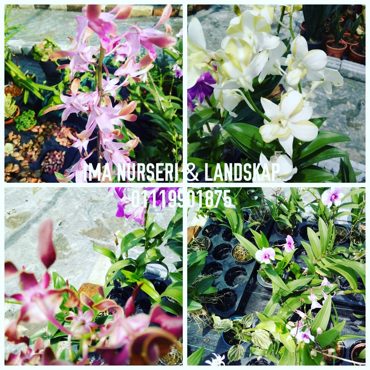 Bunga Orkid - Image 1