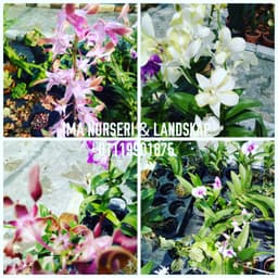 Bunga Orkid - Thumbnail 1