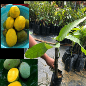 ANAK POKOK KUINI / KUININ / KWUINI. BUAH KUINI. BUAH KHINI. FAST SHIPPING!! - Image 1