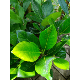 Anak Pokok Nangka J33 Tekam Yellow - Thumbnail 1