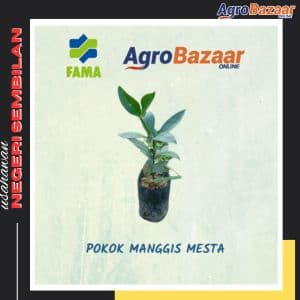 Anak Pokok Manggis Mesta