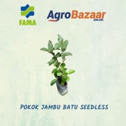 Anak Pokok Jambu Seedless - Thumbnail 2