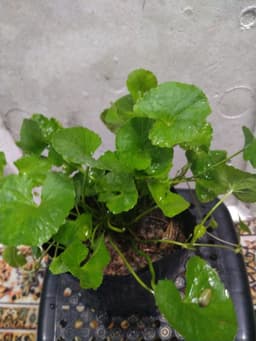 Self Pick-up - Pokok Pegaga Kampung - Thumbnail 2