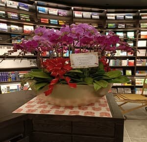 30 in 1 POTTED PHALAENOPSIS - Image 1