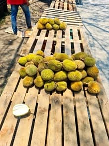 durian kampung 3 biji rm26 - Thumbnail 1