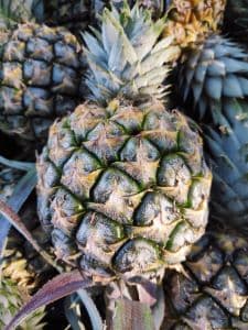 [SELF PICK-UP] 10 BIJI NENAS SG1 KECIL