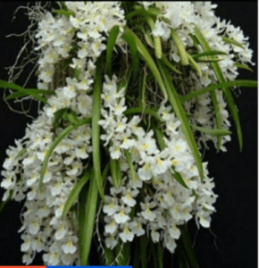 Rodriguezia venusta. Orkid hutan.