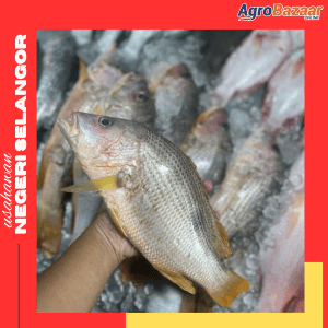 Promosi Ikan Siakap 2 ekor - Image 1