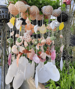 hanging plants.  pokok gantung.  sea shell + air plants - Thumbnail 1