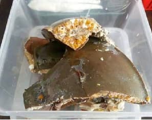 belangkas Raja Frozen - Image 1