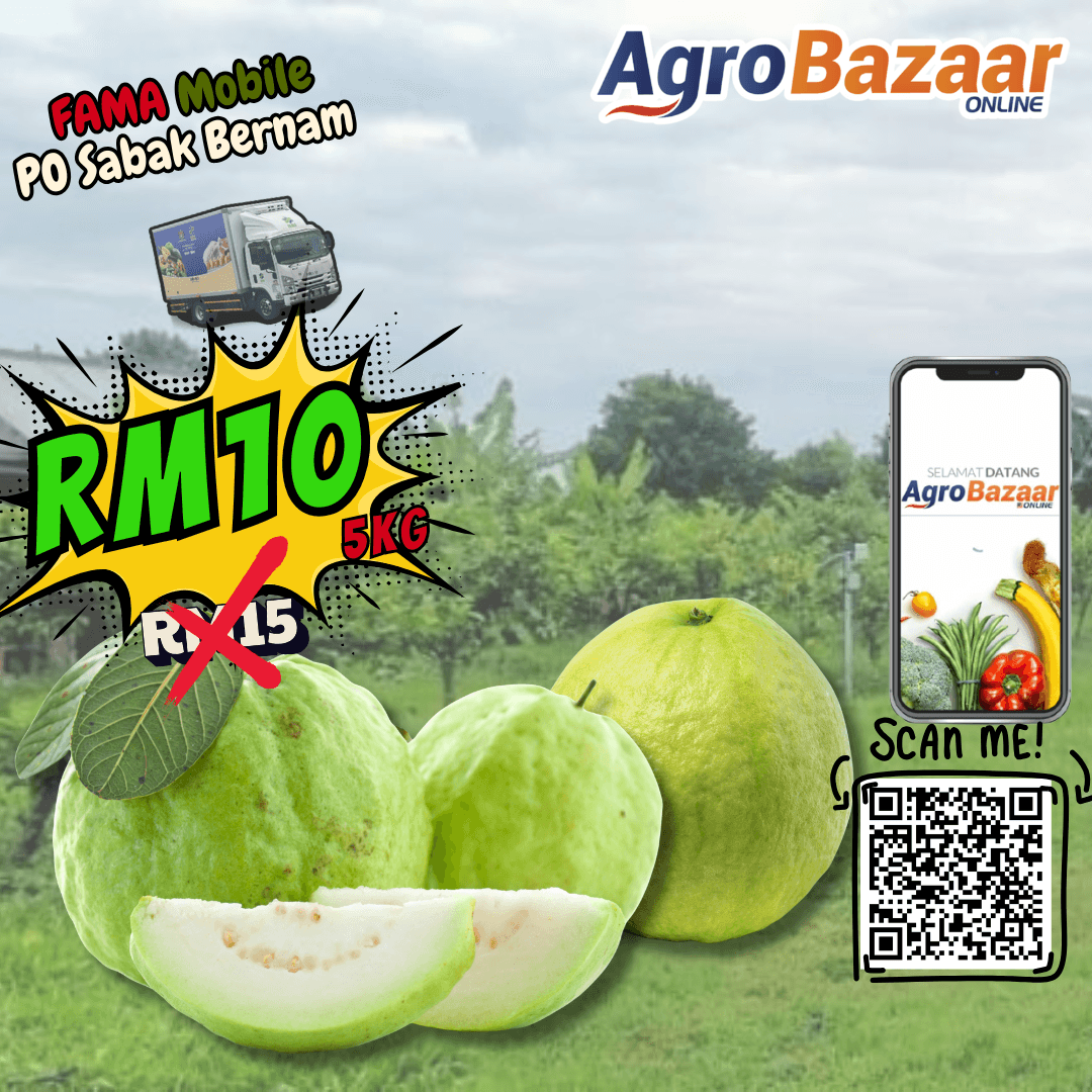 SET 5 kilogram JAMBU LOHAN