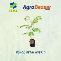 Anak Pokok Petai Kawin - Thumbnail 2