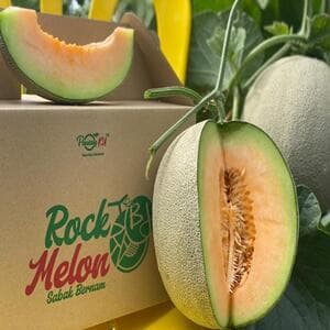 SELF PICKUP-ROCK MELON