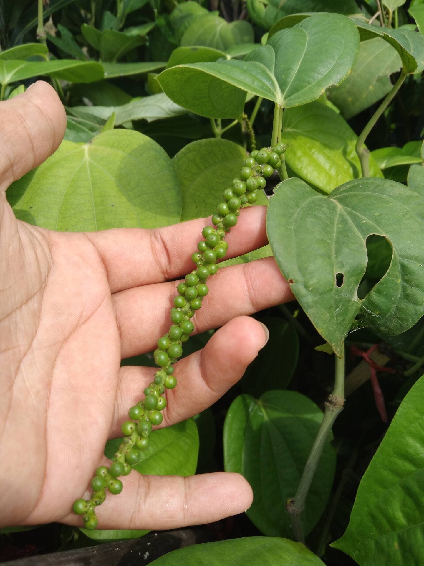 anak pokok lada hitam