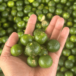 limau kasturi (kombo 3kg) - Image 1