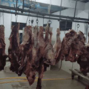 daging lembu/kambing segar dan hidup - Image 1