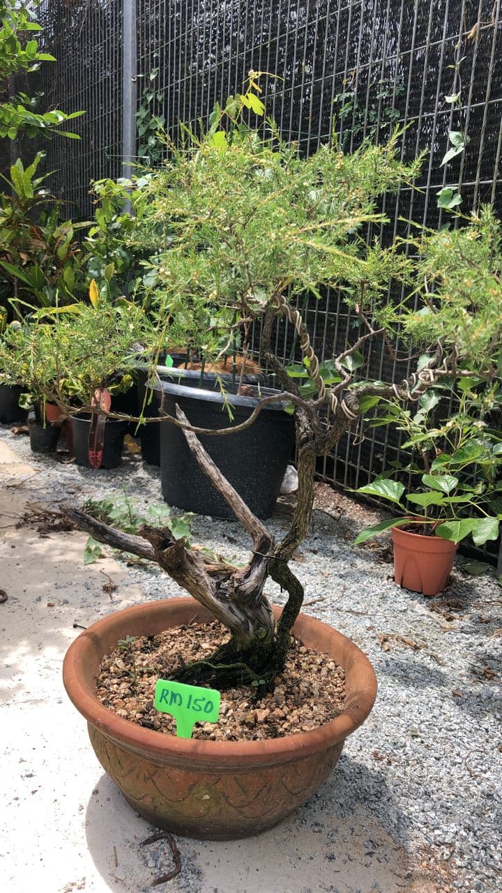 Pokok Bonsai Bluebell / Rhu Padang