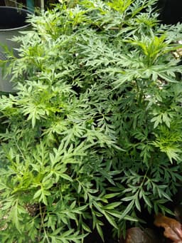 anak pokok ulam raja - Thumbnail 2