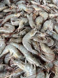 UDANG SEGAR FRESH - Thumbnail 1