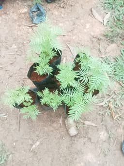 pokok maringold - Thumbnail 1