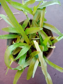 Rumput Beijing - Thumbnail 1