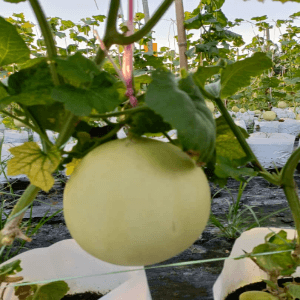 Rock Melon (Taj Mahal) - Image 1