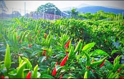 SET PATI BAJA AB 1500ML (CECAIR) - Thumbnail 2