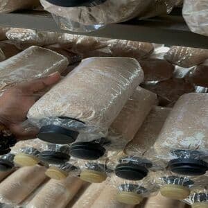 Cendawan Tiram Bongkah - Image 1