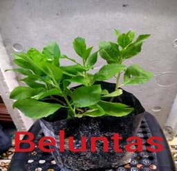 Self Pick-up - Pokok Beluntas Kecik - Thumbnail 1