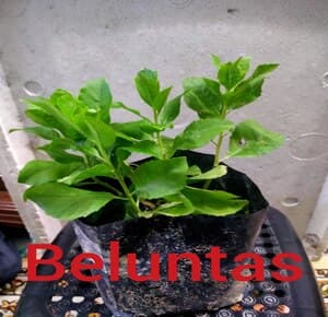 Self Pick-up - Pokok Beluntas Kecik