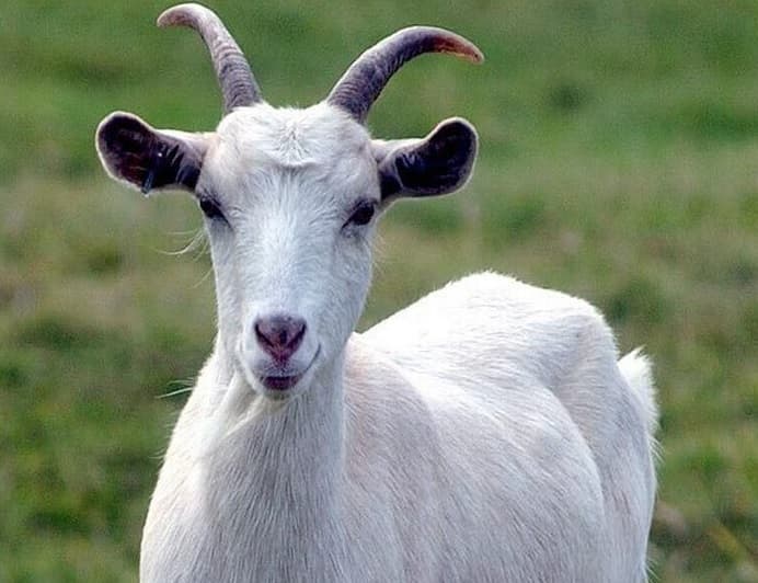 SUSU KAMBING SEGAR 1.0 LTR