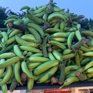 PISANG TANDUK - Image 1