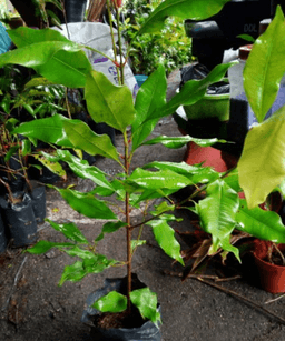 Pokok Turi / Geti - Thumbnail 2