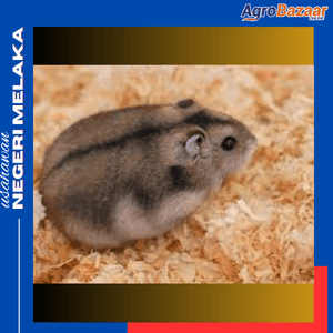 Hamster Winter White - Image 1
