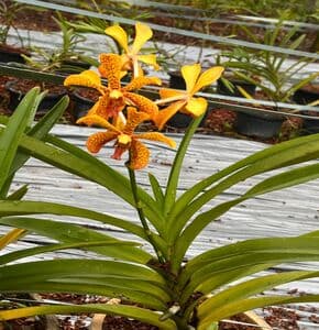 POKOK ORKID - Image 1